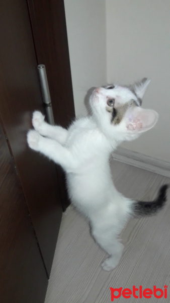 Tekir Kedi, Kedi Zuzu fotoğrafı