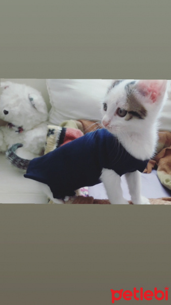 Tekir Kedi, Kedi Zuzu fotoğrafı