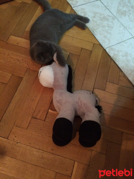 Scottish Fold, Kedi Paçi fotoğrafı