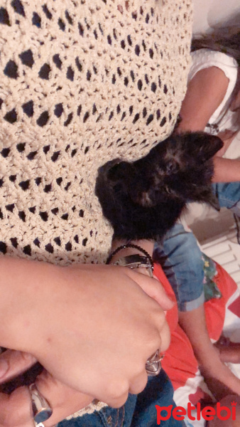 Tekir Kedi, Kedi Siyah fotoğrafı