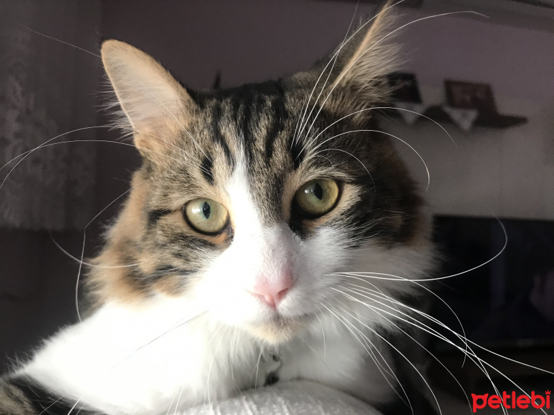 Tekir Kedi, Kedi  Zeus fotoğrafı