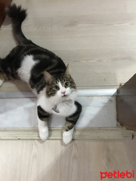 Tekir Kedi, Kedi  Zeus fotoğrafı