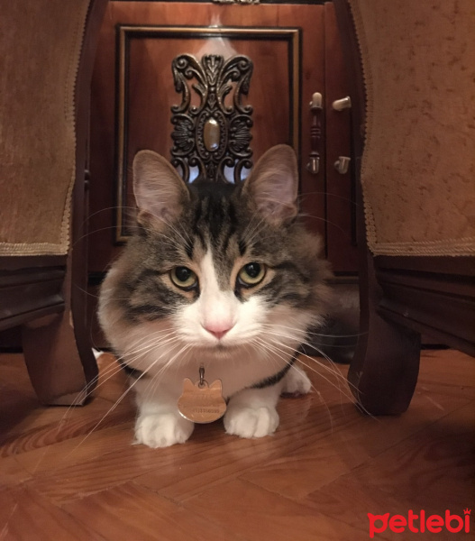 Tekir Kedi, Kedi  Zeus fotoğrafı