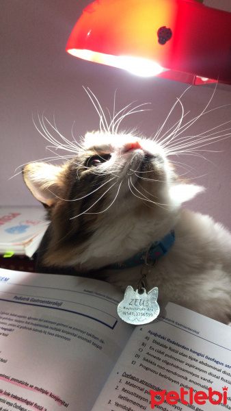 Tekir Kedi, Kedi  Zeus fotoğrafı