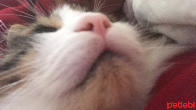 Tekir Kedi, Kedi  Zeus fotoğrafı