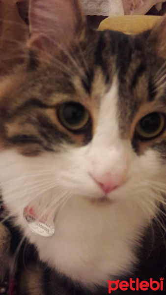 Tekir Kedi, Kedi  Zeus fotoğrafı