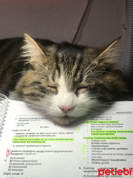 Tekir Kedi, Kedi  Zeus fotoğrafı