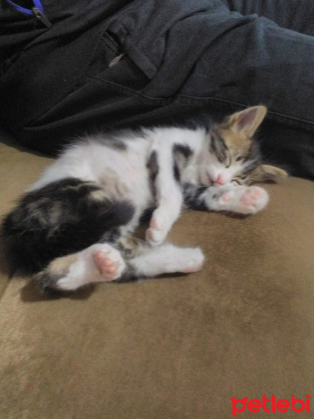 Tekir Kedi, Kedi  Zeus fotoğrafı