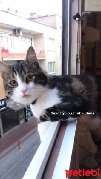 Tekir Kedi, Kedi  Zeus fotoğrafı