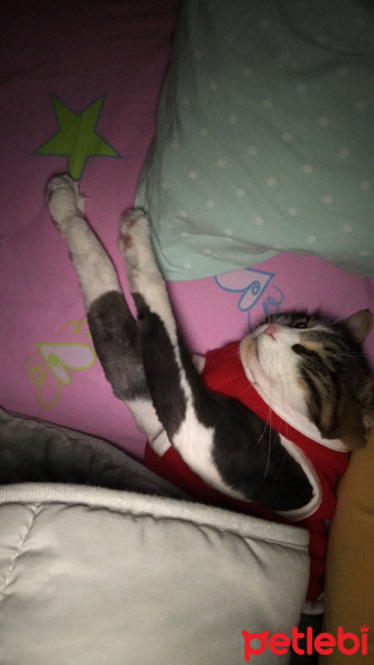 Tekir Kedi, Kedi  Zeus fotoğrafı