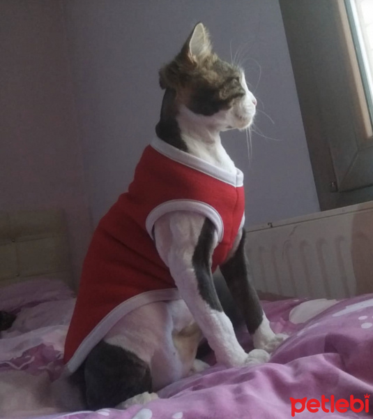 Tekir Kedi, Kedi  Zeus fotoğrafı