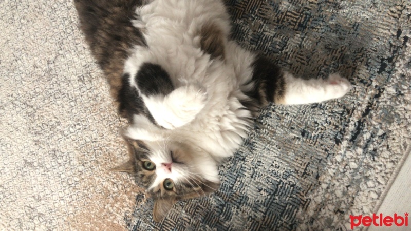 Tekir Kedi, Kedi  Zeus fotoğrafı