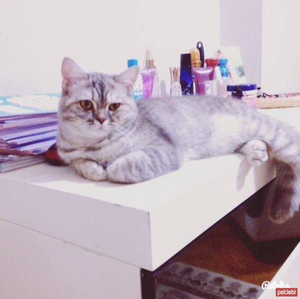 Chinchilla, Kedi  Mia fotoğrafı