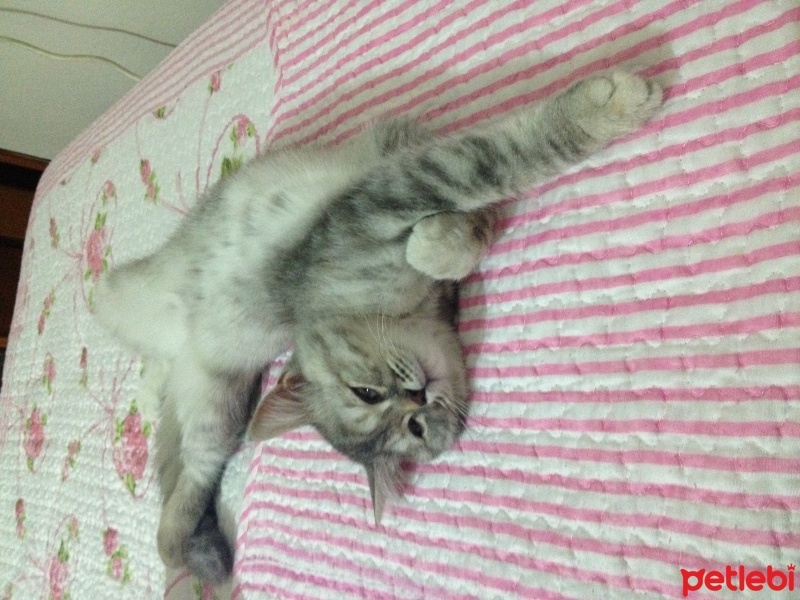 Chinchilla, Kedi  Mia fotoğrafı