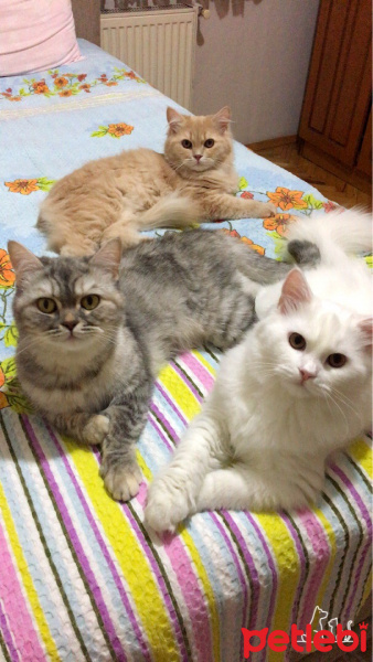 Chinchilla, Kedi  Mia fotoğrafı