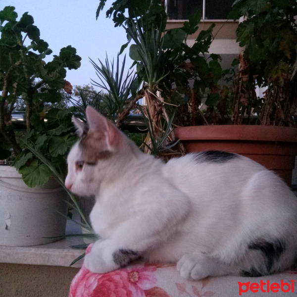 Tekir Kedi, Kedi Pars fotoğrafı