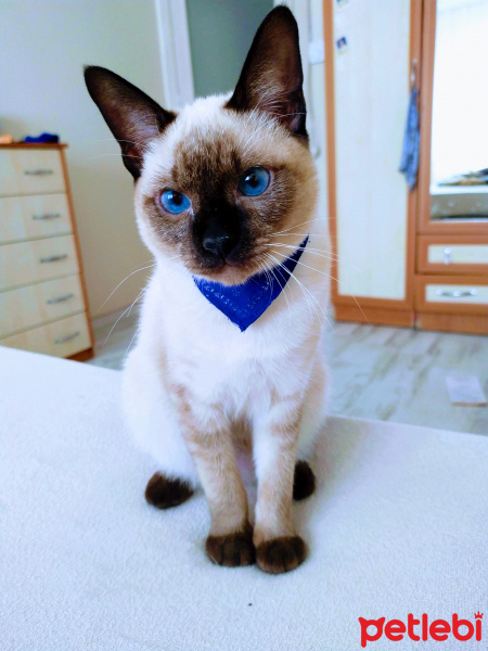 Siyam Kedisi, Kedi Lucky fotoğrafı