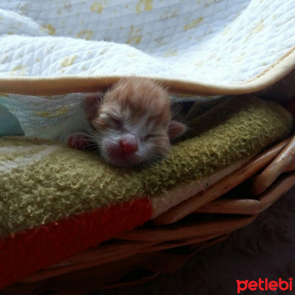 Tekir Kedi, Kedi Miniğim fotoğrafı