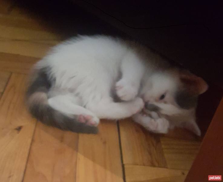 Tekir Kedi, Kedi Popi fotoğrafı