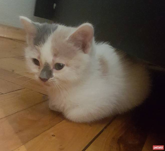 Tekir Kedi, Kedi Popi fotoğrafı