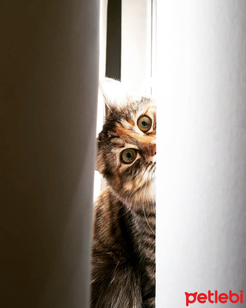 Tekir Kedi, Kedi Ponyo fotoğrafı