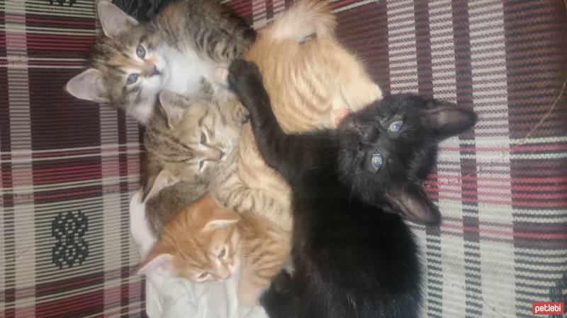 Tekir Kedi, Kedi 4 kafadar fotoğrafı