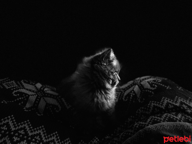 Chinchilla, Kedi Tantuni fotoğrafı