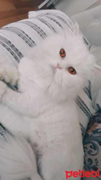 İran Kedisi (Persian), Kedi Vesta fotoğrafı