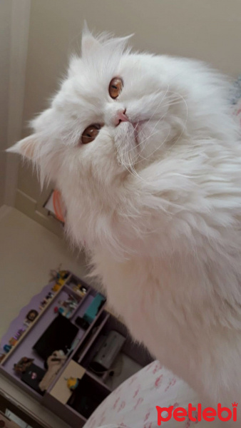 İran Kedisi (Persian), Kedi Vesta fotoğrafı