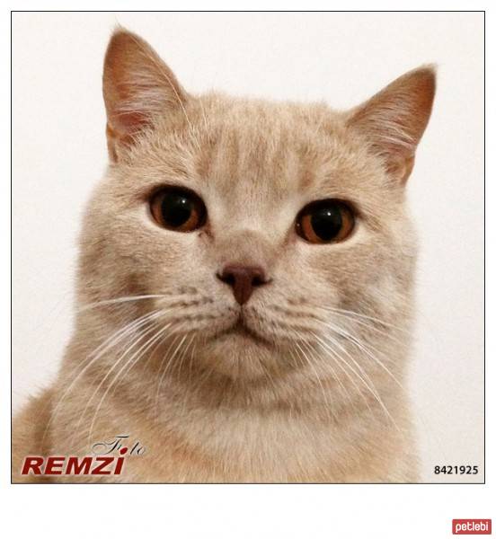 British Shorthair, Kedi Pishi fotoğrafı