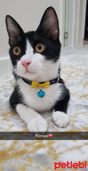 Tuxedo (Smokin) Kedi, Kedi romeo fotoğrafı