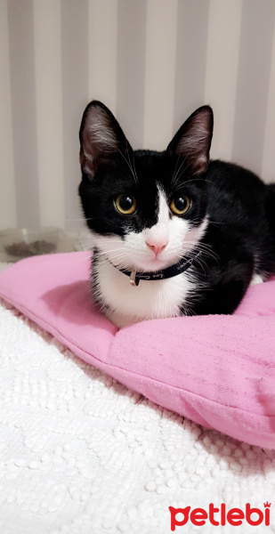 Tuxedo (Smokin) Kedi, Kedi romeo fotoğrafı