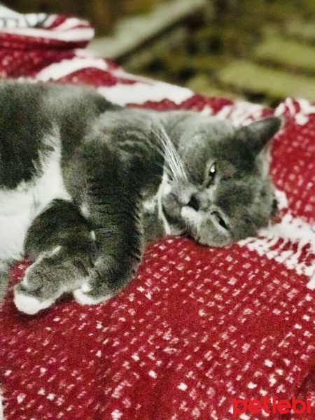 Scottish Fold, Kedi Genius fotoğrafı