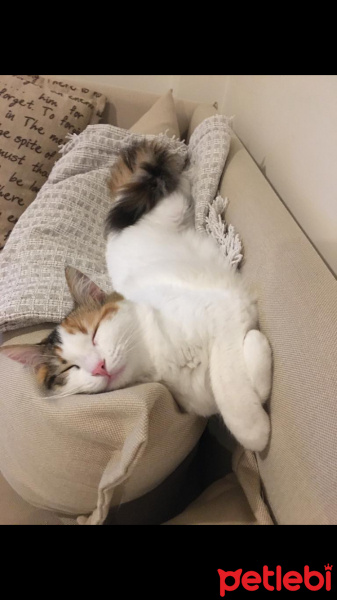 Tekir Kedi, Kedi Fistik fotoğrafı