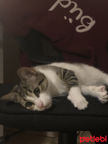 Tekir Kedi, Kedi Acil yuva arıyoruz, öğrenciyiz ve bakamıyoruz fotoğrafı