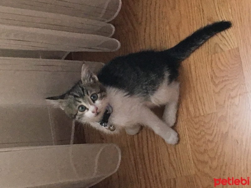 Tekir Kedi, Kedi Lora fotoğrafı