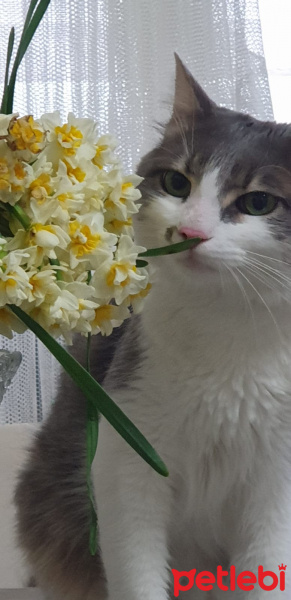 Tekir Kedi, Kedi BEHLÜL fotoğrafı