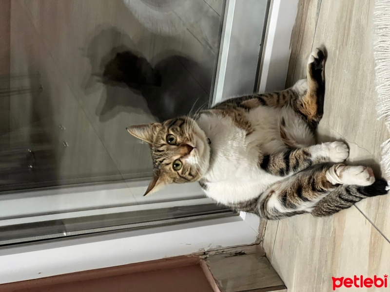 Tekir Kedi, Kedi BEHLÜL fotoğrafı