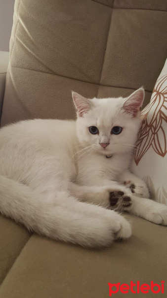 British Shorthair, Kedi Leo fotoğrafı