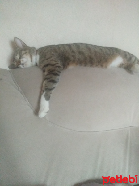 Tekir Kedi, Kedi Bob fotoğrafı