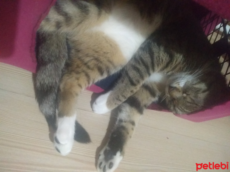 Tekir Kedi, Kedi Bob fotoğrafı