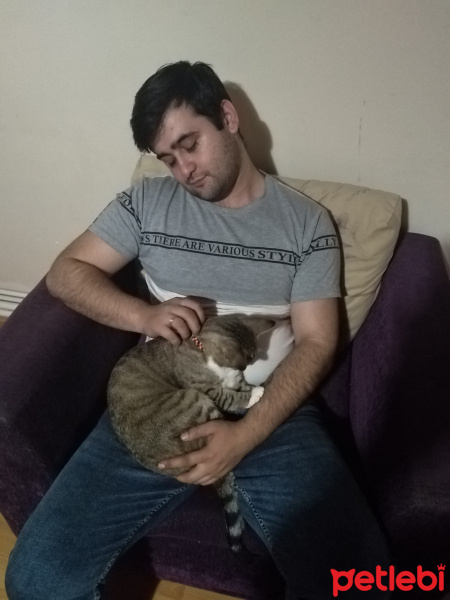 Tekir Kedi, Kedi Bob fotoğrafı