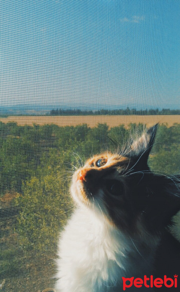 Tekir Kedi, Kedi Ceku fotoğrafı