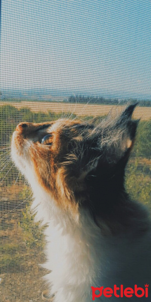 Tekir Kedi, Kedi Ceku fotoğrafı