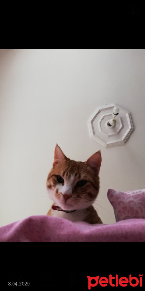 Sarman, Kedi Sarışın fotoğrafı