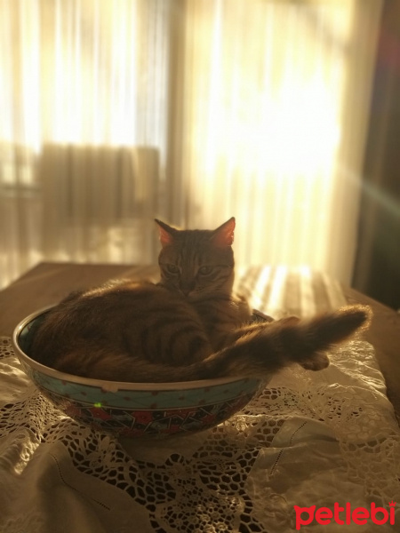 Tekir Kedi, Kedi Fanta fotoğrafı