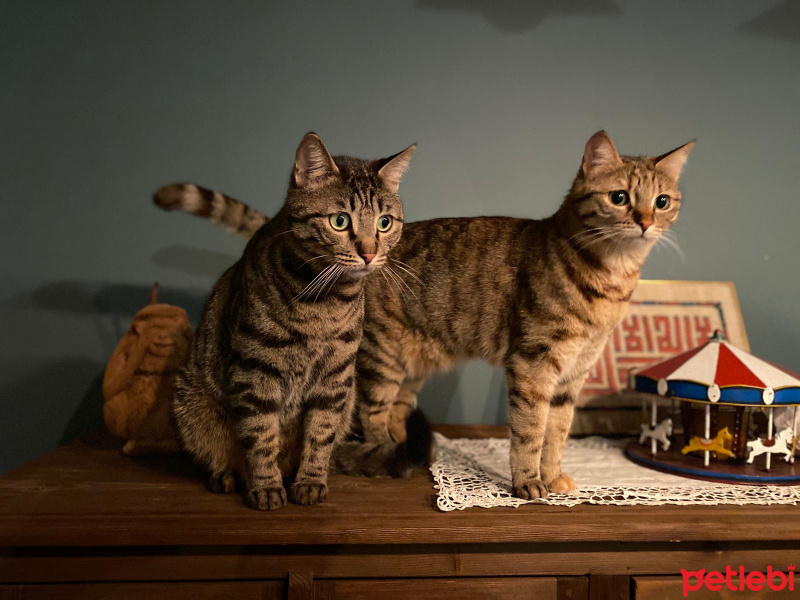 Tekir Kedi, Kedi Fanta fotoğrafı