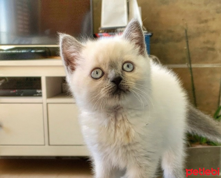 British Shorthair, Kedi Mika fotoğrafı