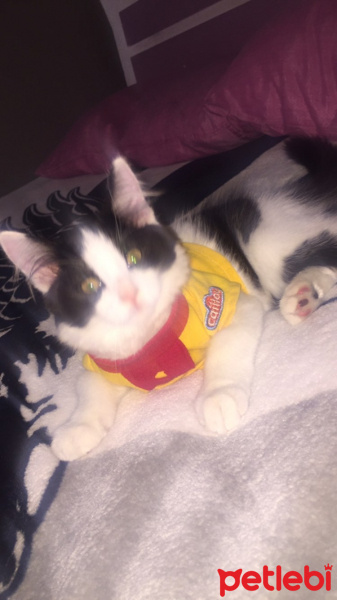 Tuxedo (Smokin) Kedi, Kedi pofi fotoğrafı