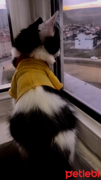 Tuxedo (Smokin) Kedi, Kedi pofi fotoğrafı